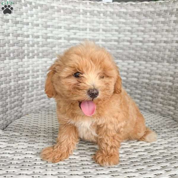 Milo, Maltipoo Puppy
